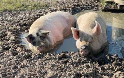 From Horror to Hope: How New Policies Are Transforming Factory Farming