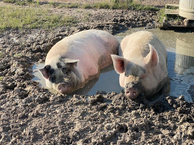 From Horror to Hope: How New Policies Are Transforming Factory Farming