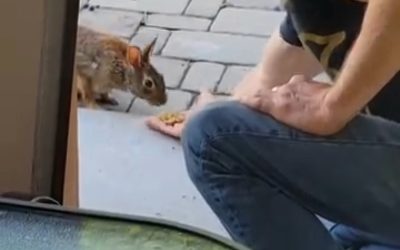 Eating Vegan and Staying Healthy: Yes, It’s More Than Possible!