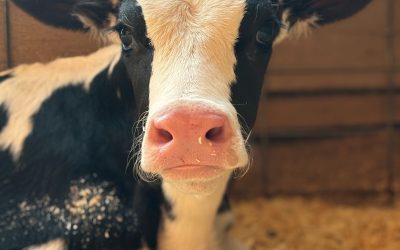 Meet Bonnie: A Brave Young Calf Living Her Best Life at Herbivorous Acres Animal Sanctuary