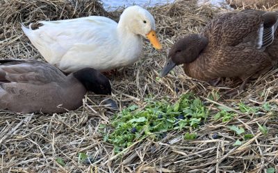 Meet Wesley and Dorothy: A Sanctuary Story From Herbivorous Acres