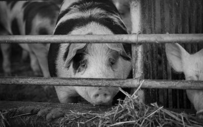 Farm Bill Update: Minnesotans Must Act Now to Stop the “Save Our Bacon” Act 